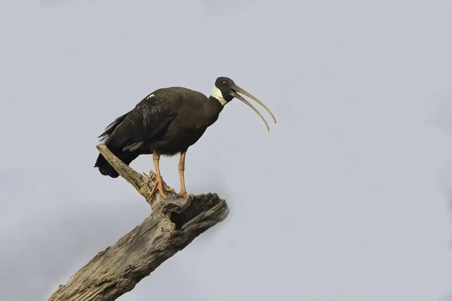 white shouldered ibis seeing in tmat paeuy