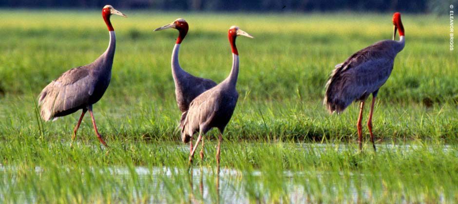 kriel lodge meaning Sarus crane