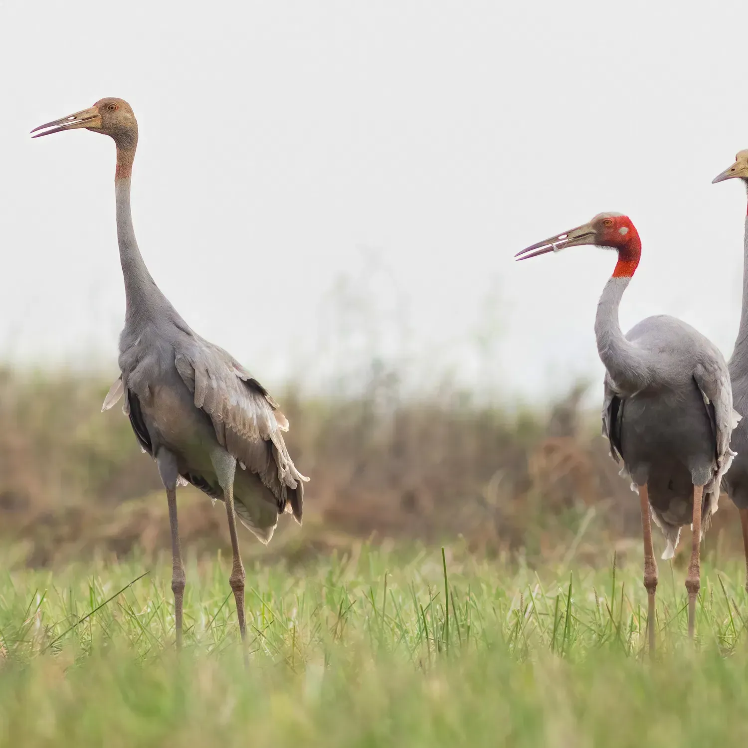 Sarus Crane bird symbol of Kriel in kriel lodge