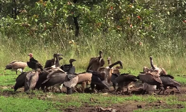 tmat paeuy vulture restraurant