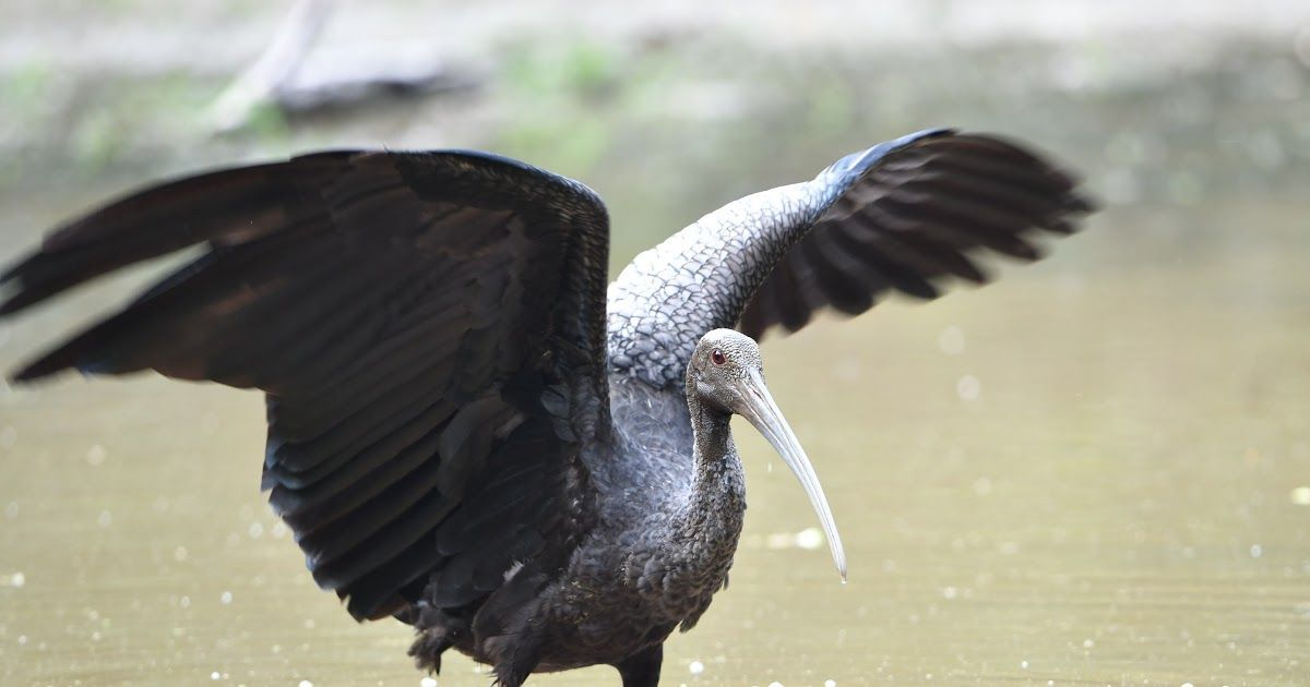 Giant Ibis