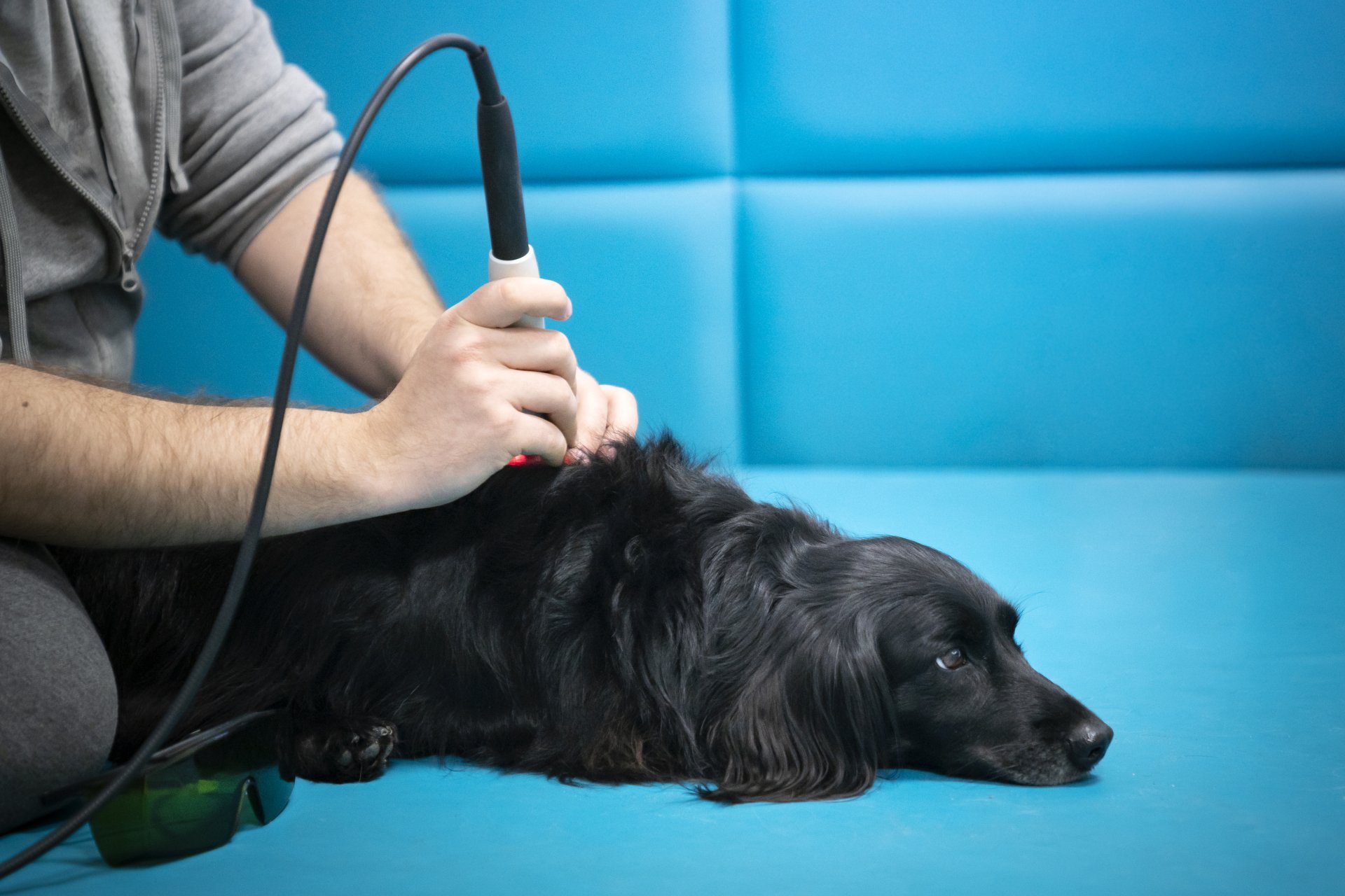 Animal Hospital Rancho Cucamonga, CA Baseline Animal Hospital