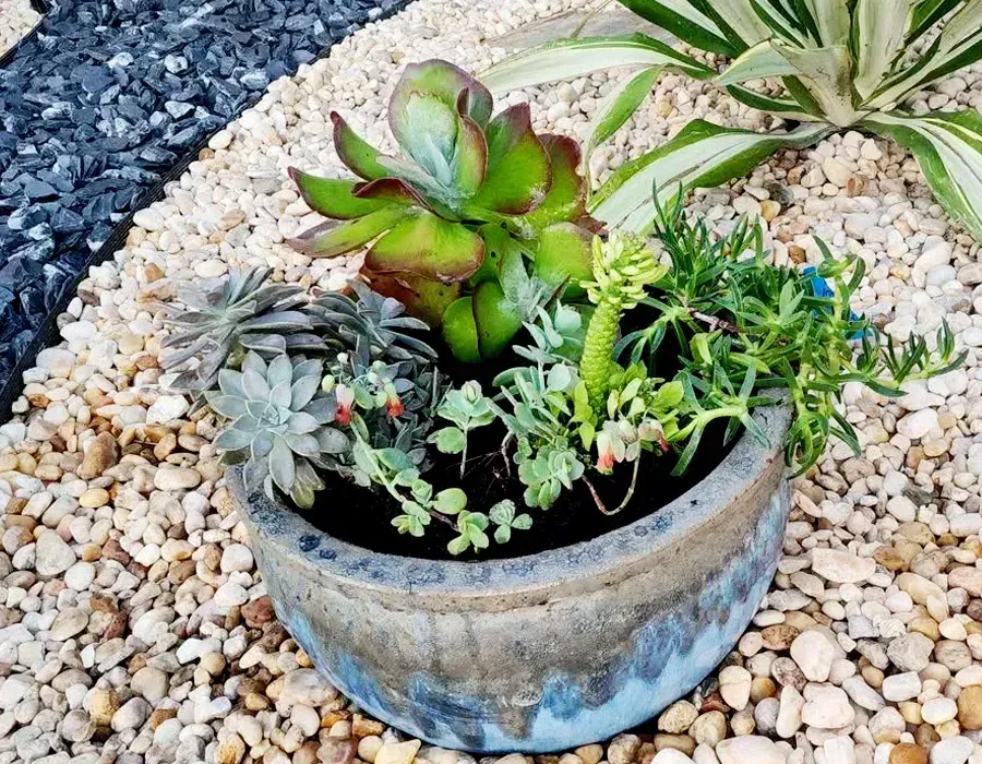 Small round ceramic pot with assorted succulents and greenery in white gravel