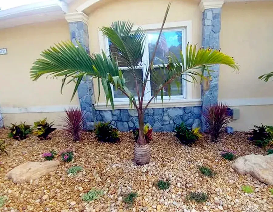 Small landscaped front yard with palms, stones, and a house window against a beige wall