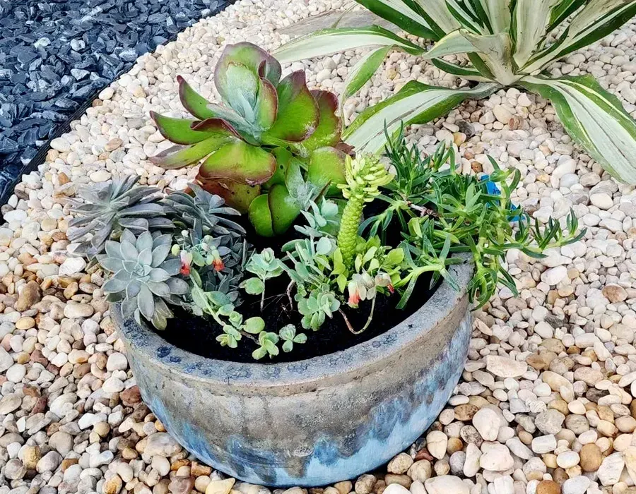 Small potted succulents in a blue-gray planter on white gravel, with a striped succulent behind it