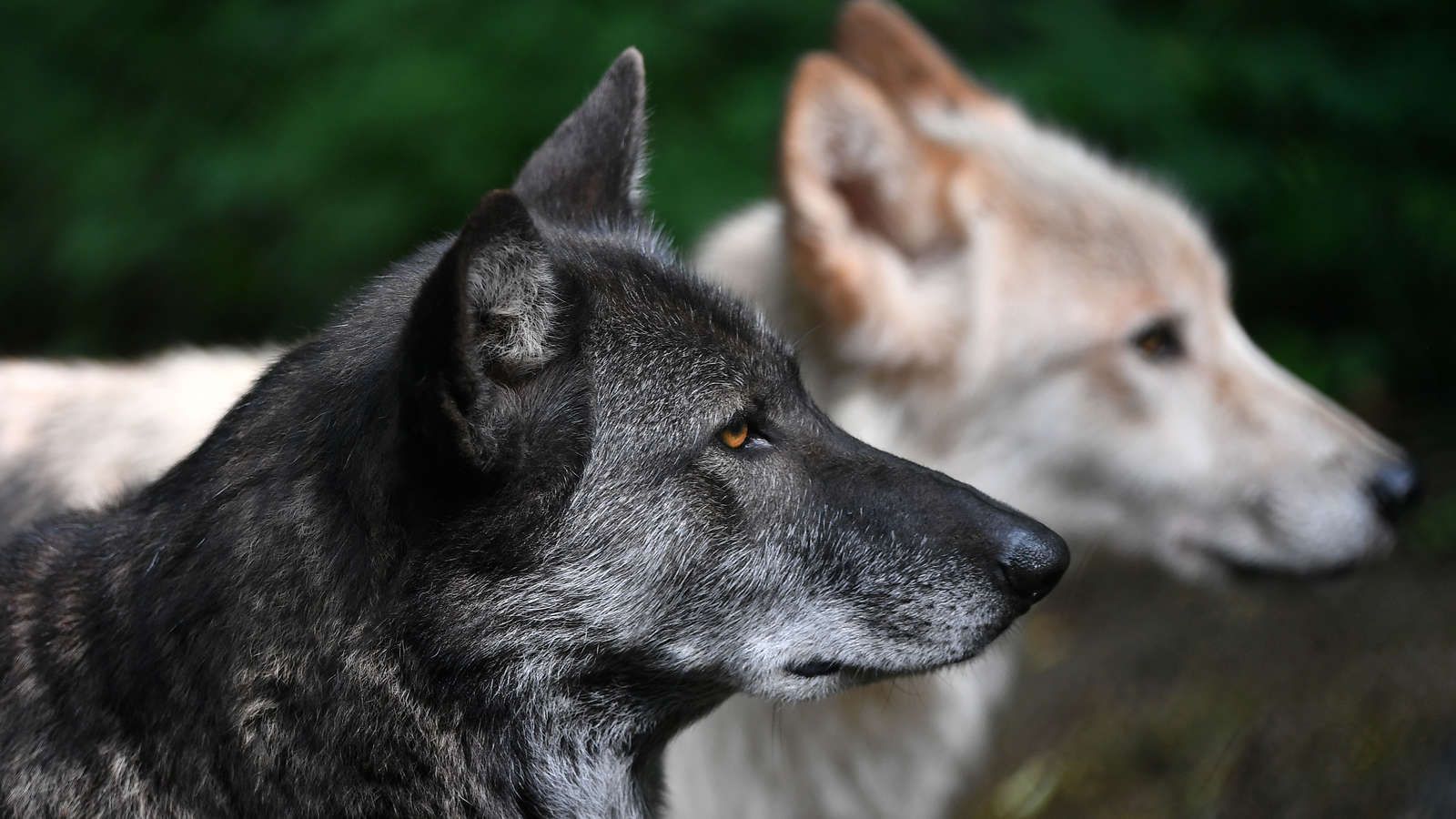 Bild: Die Wolfshybriden Raik (r) und Ronja streifen durch ein Freigehege im Alternativen Bärenpark. (Foto: Martin Schutt/dpa-Zentralbild/dpa/Archiv) Bild: Die Wolfshybriden Raik (r) und Ronja streifen durch ein Freigehege im Alternativen Bärenpark. (Foto: Martin Schutt/dpa-Zentralbild/dpa/Archiv)