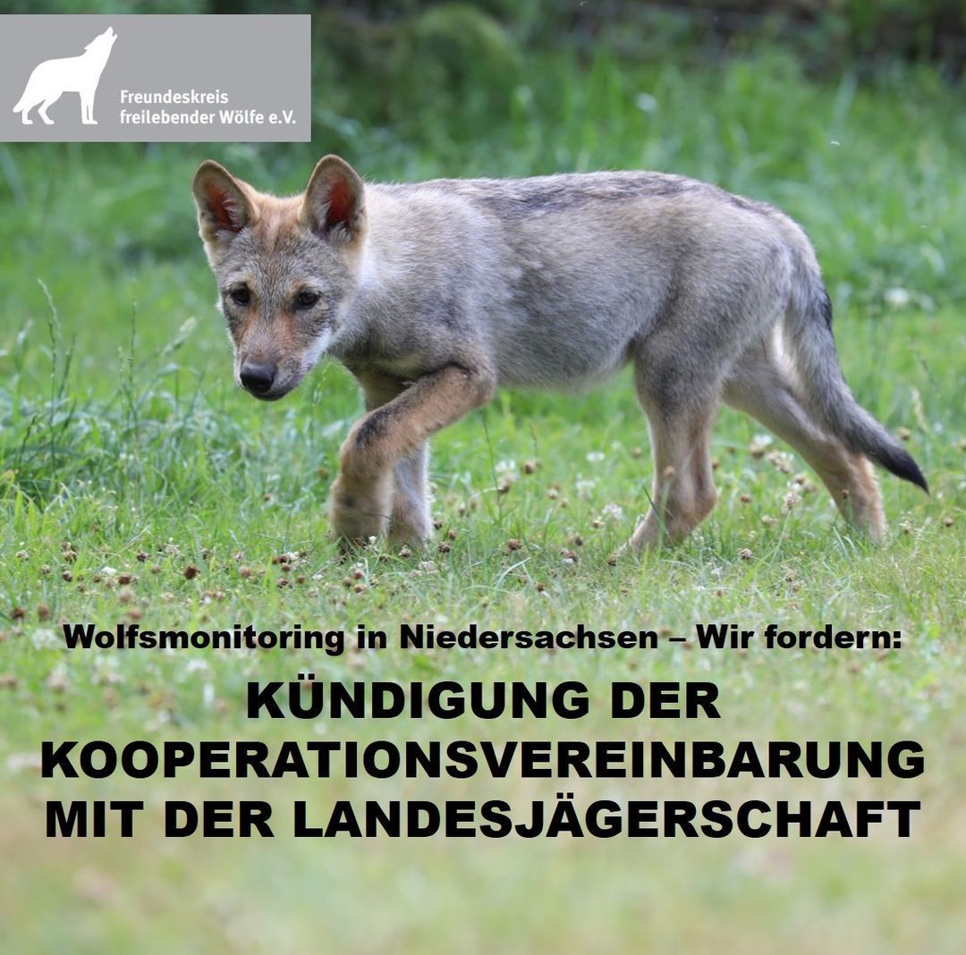 Bild - Wolfsmonitoring Bild - Wolfsmonitoring