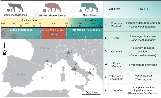 Bild: Schädelreste mittelpleistozäner wolfsähnlicher Caniden aus Europa zur Zeit des Übergangs von Canis mosbachensis zu Canis lupus Bild: Schädelreste mittelpleistozäner wolfsähnlicher Caniden aus Europa zur Zeit des Übergangs von Canis mosbachensis zu Canis lupus