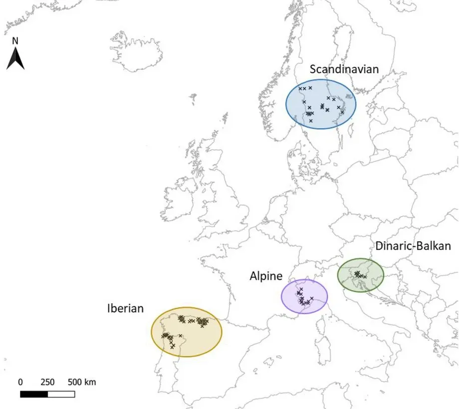 Abb.: Geografische Verteilung der Todes- oder Lebendfangstellen der analysierten Haarproben des grauen Wolfs. Abb.: Geografische Verteilung der Todes- oder Lebendfangstellen der analysierten Haarproben des grauen Wolfs.