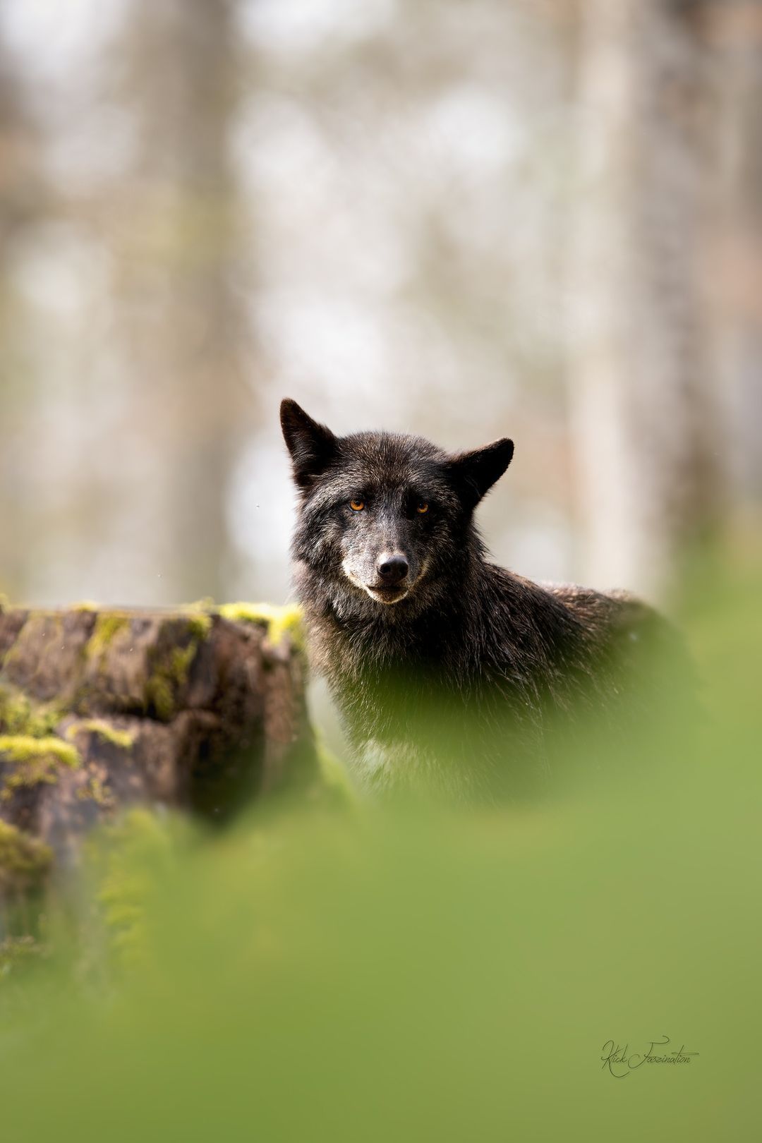 Bild Wolf © Cornelia Arens - KlickFaszination Bild Wolf
