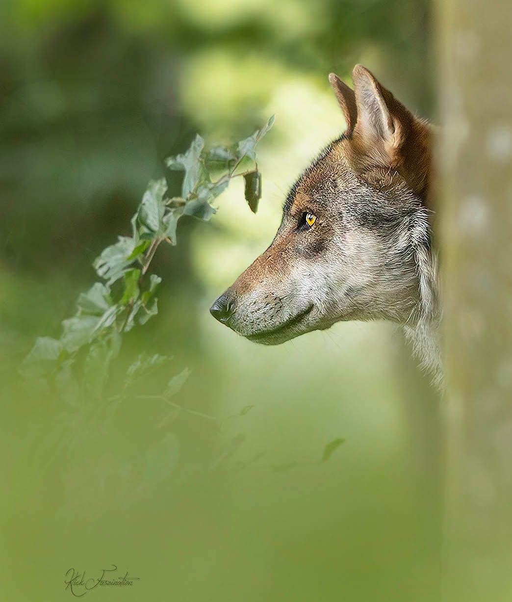 Bild Wolf © Cornelia Arens - KlickFaszination 
