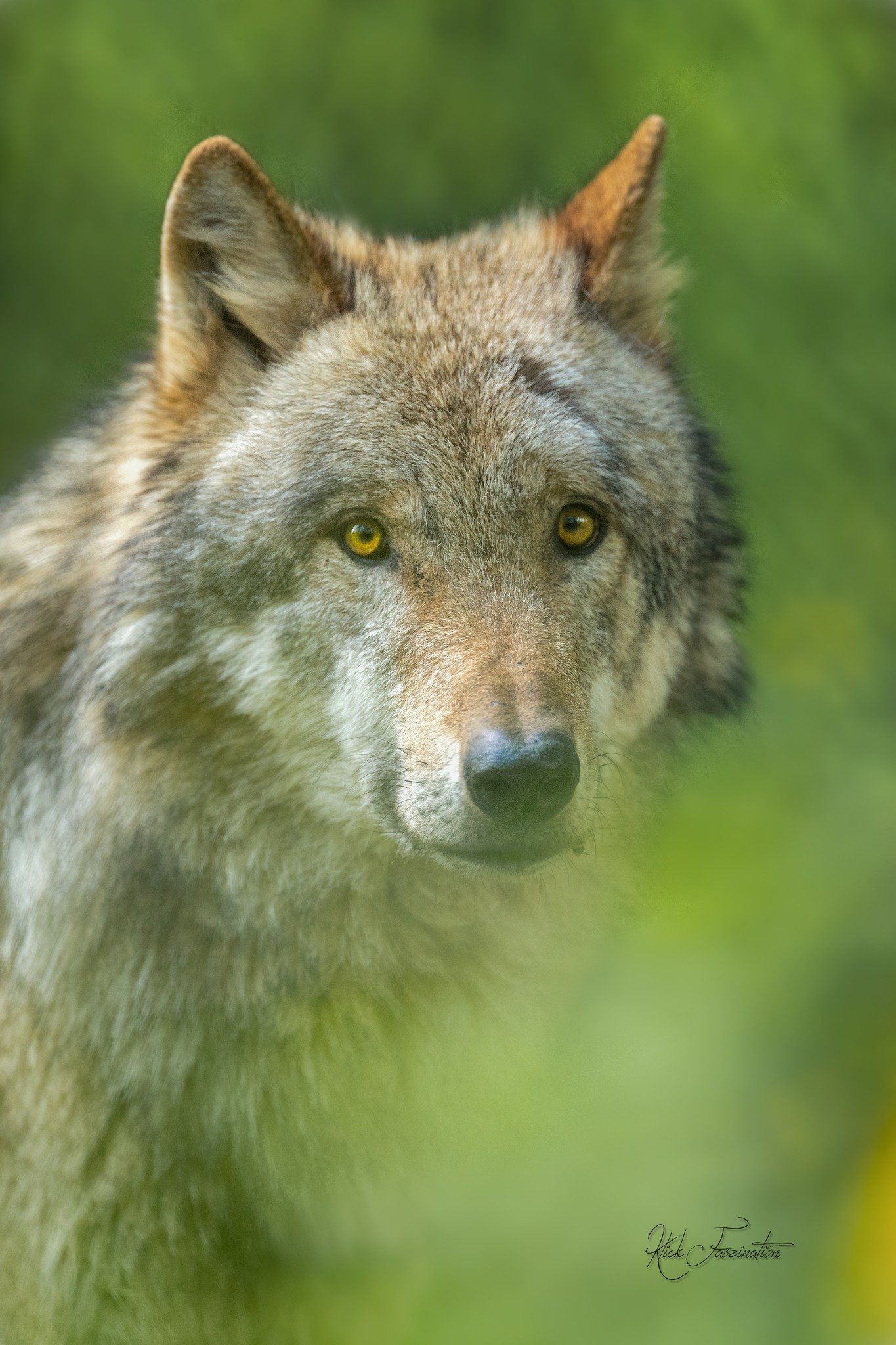 Bild Wolf © Cornelia Arens - KlickFaszination Bild Wolf