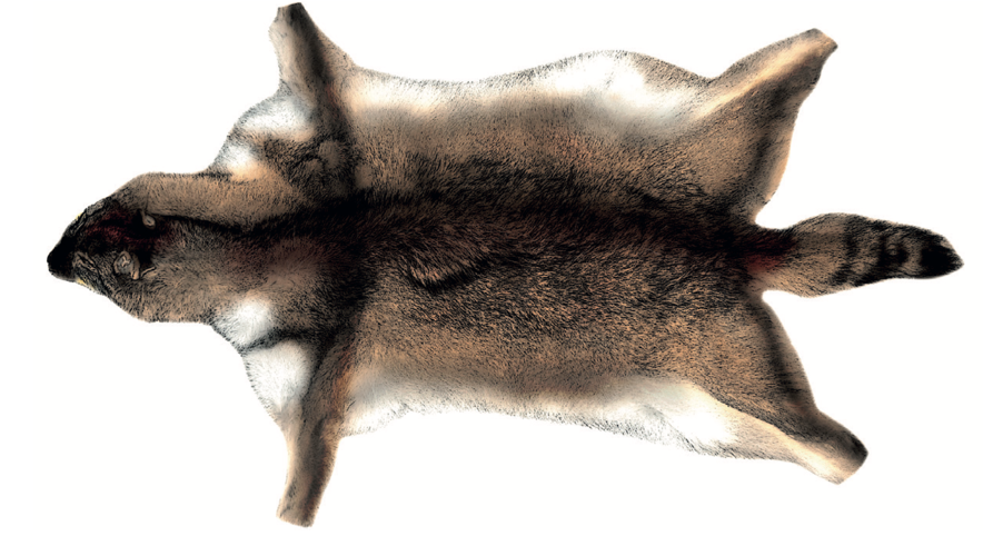 Abbildung. Die digitale Rekonstruktion des Typusexemplars von Canis lupus minor.  