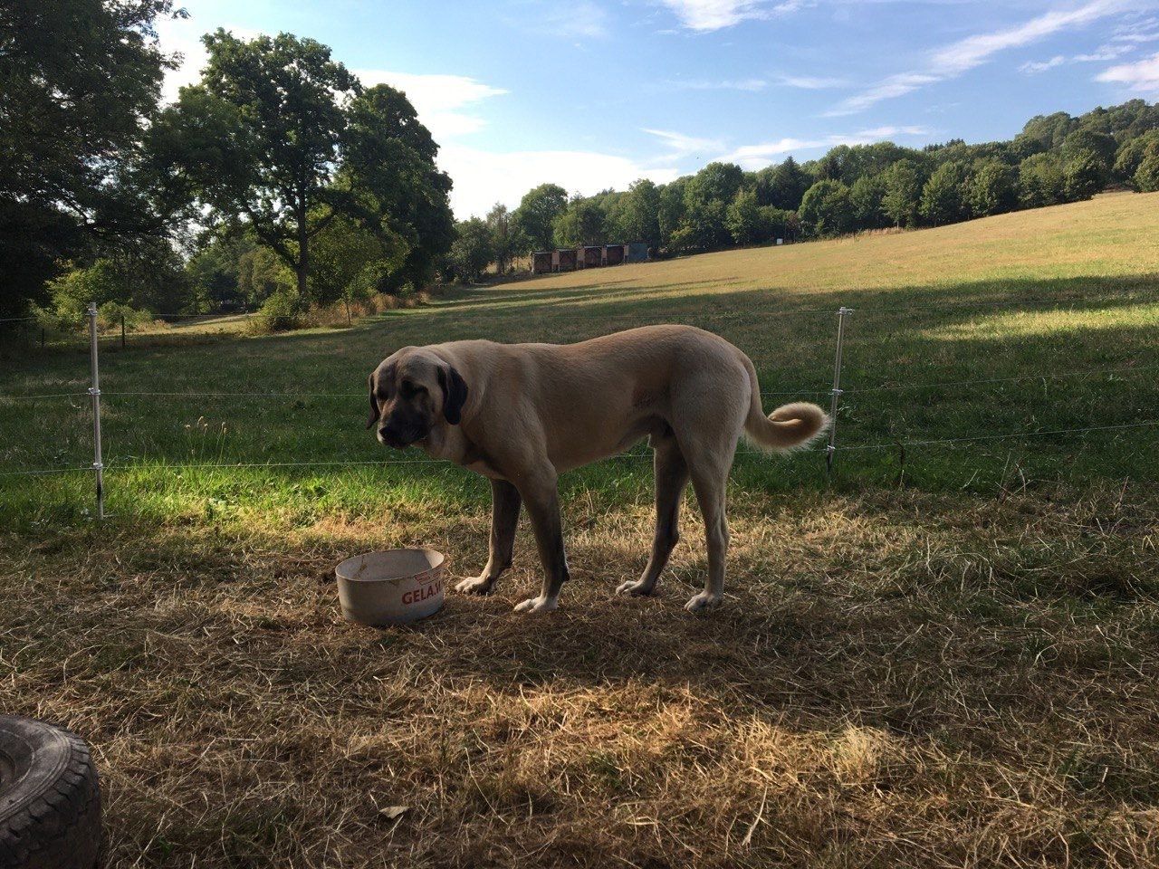 Bild 1 Herdenschutzhunde auf dem ELAN-Hof
