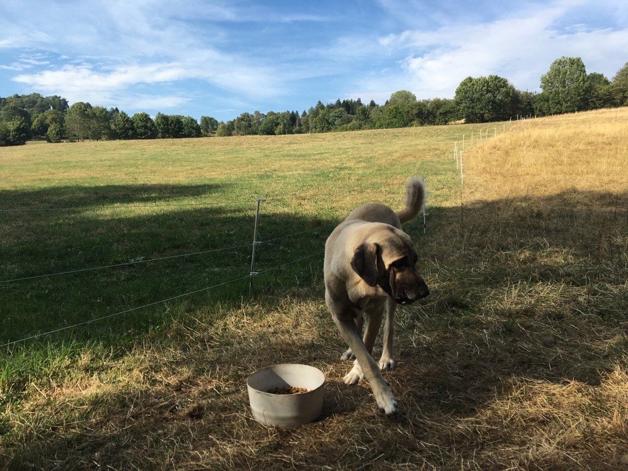 Bild 2 Herdenschutzhunde auf dem ELAN-Hof