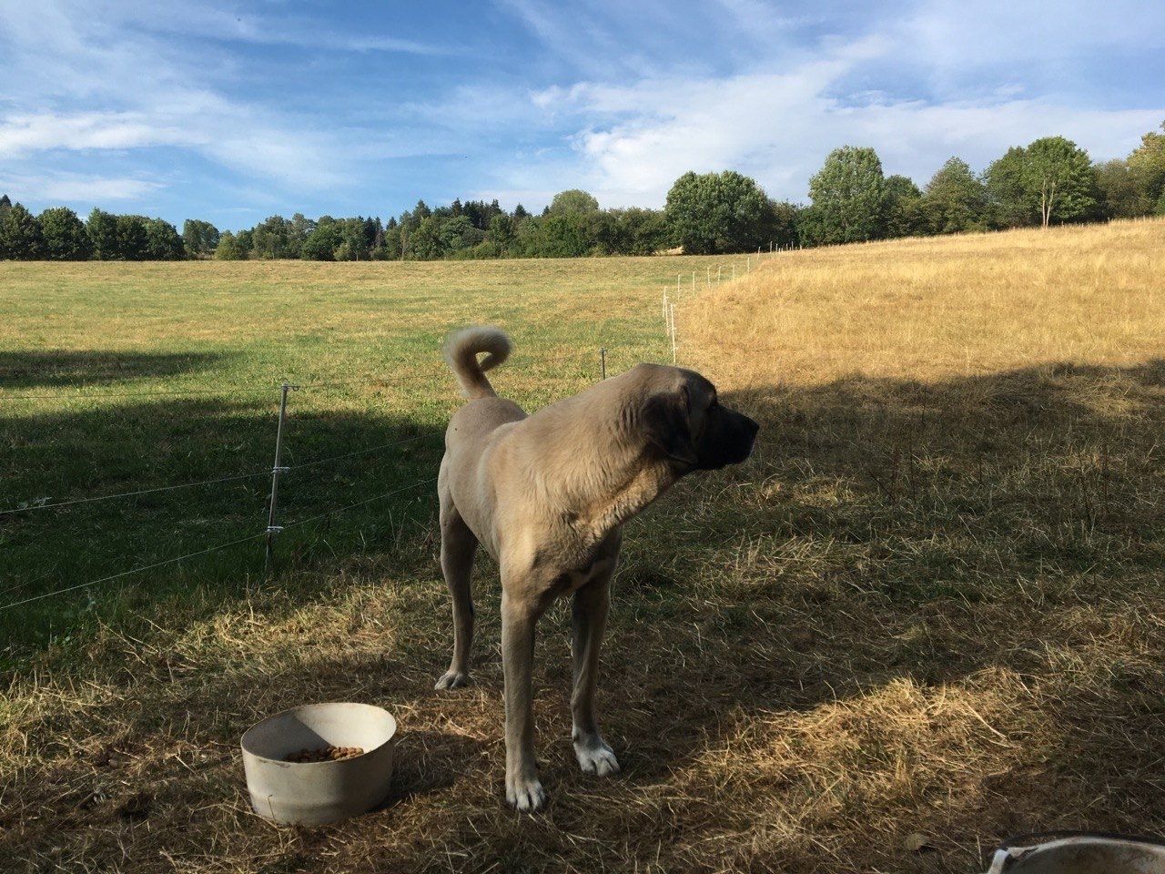 Bild 3 Herdenschutzhunde auf dem ELAN-Hof