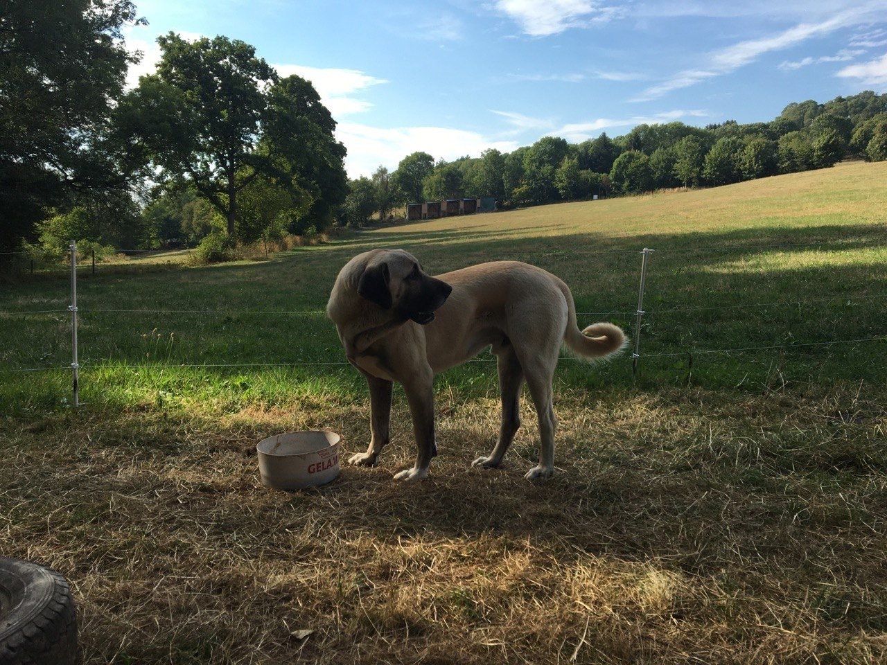 Bild 5 Herdenschutzhunde auf dem ELAN-Hof