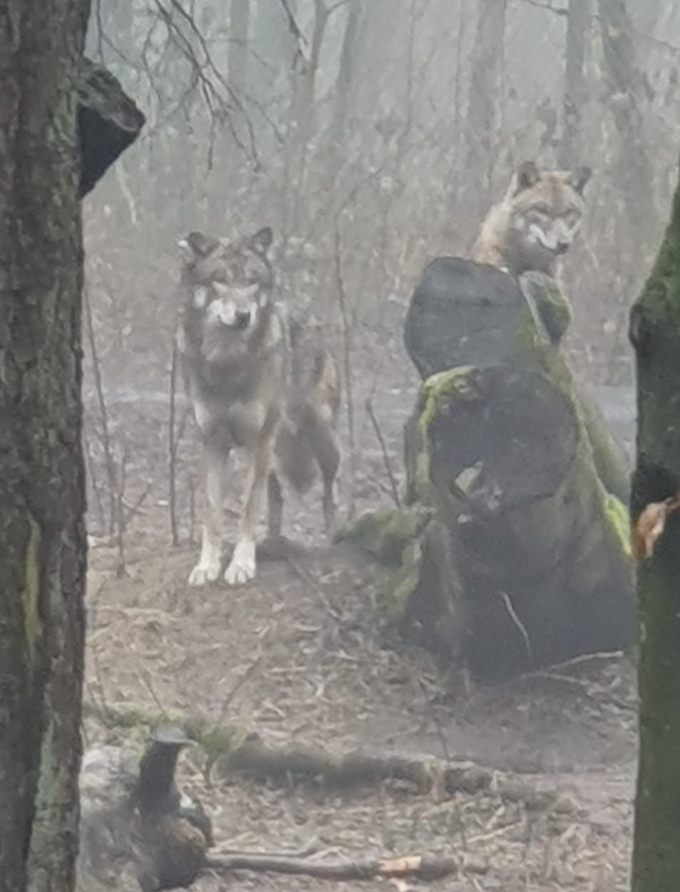 Bild 2 Wolfsnächte Eekholt