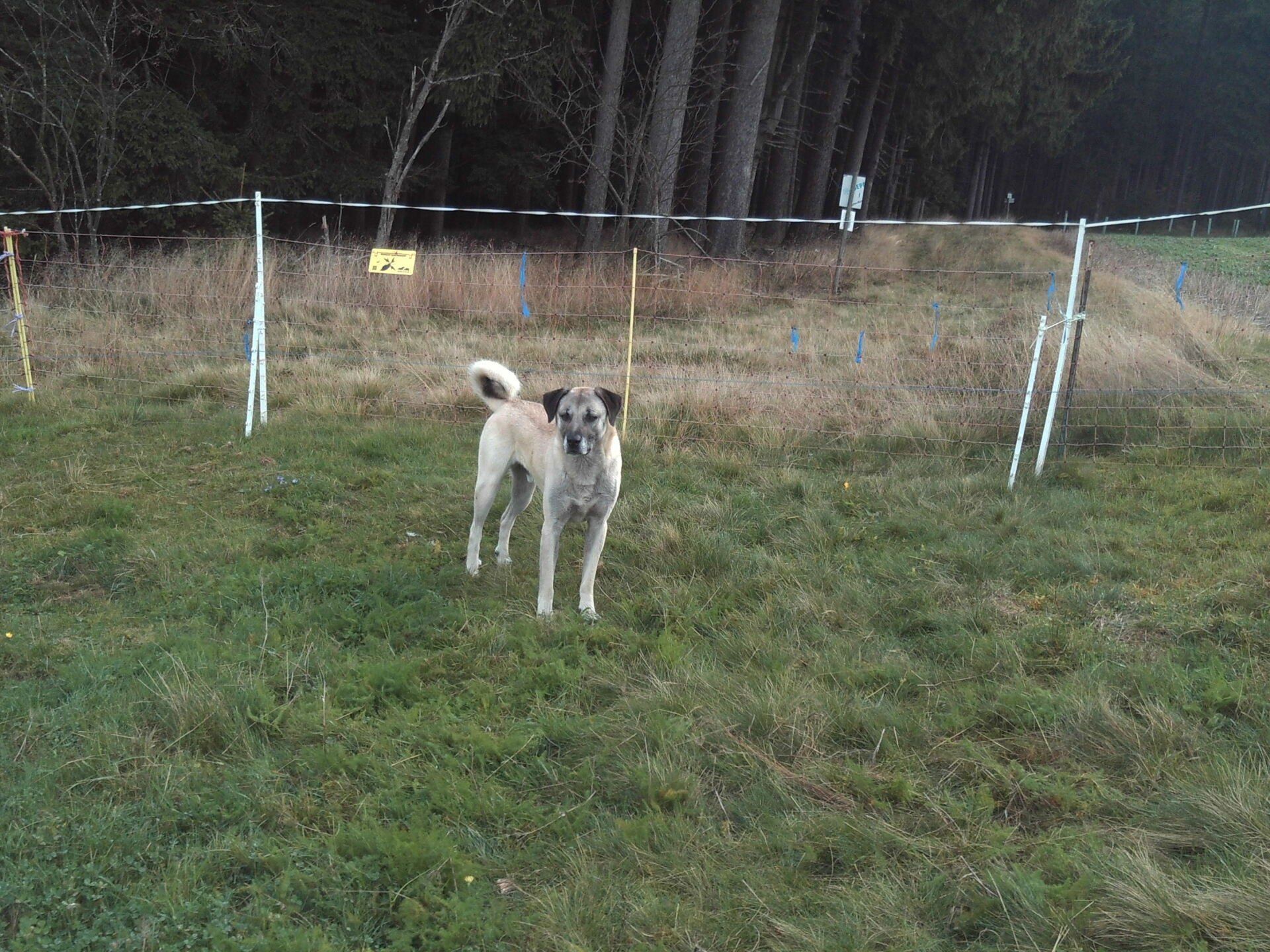 Bild 2 Herdenschutz auf der Wildbunch-Ranch