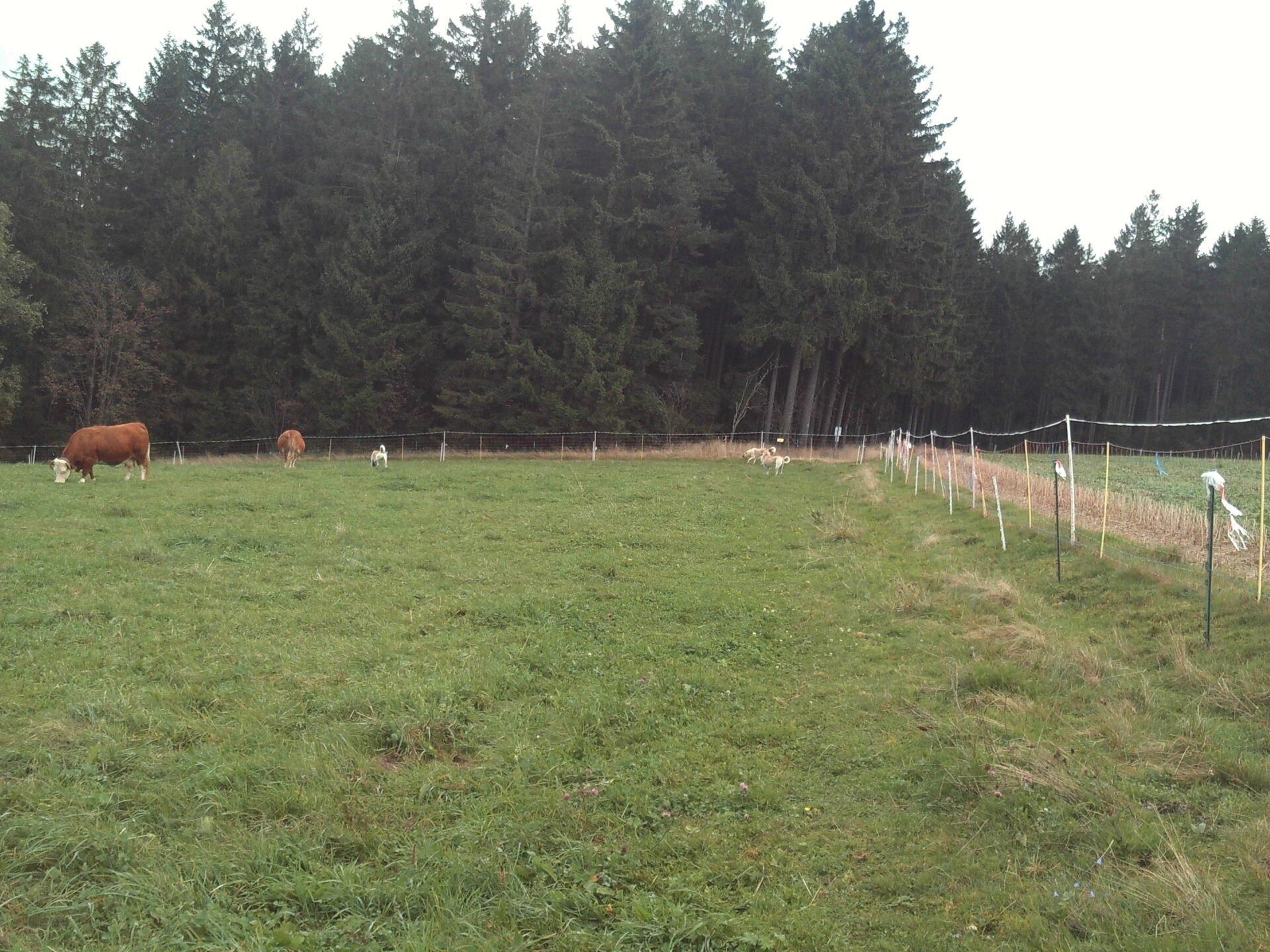 Bild Herdenschutz auf der Wildbach-Ranch