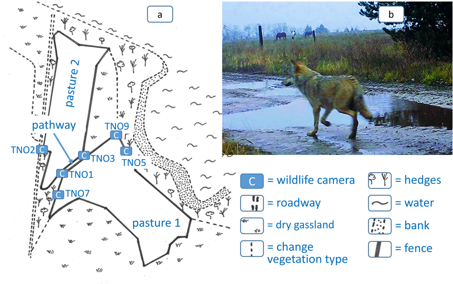 Abb.: Das Untersuchungsgebiet und die Position der Wildtierkameras (C) an den beiden Weiden (Pasture 1, 2) Abb.: Das Untersuchungsgebiet und die Position der Wildtierkameras (C) an den beiden Weiden (Pasture 1, 2)
