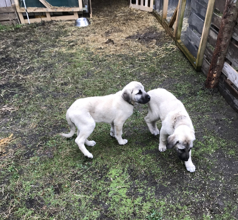 Bild Prada und Pan, die zwei Kangals Bild Prada und Pan, die zwei Kangals
