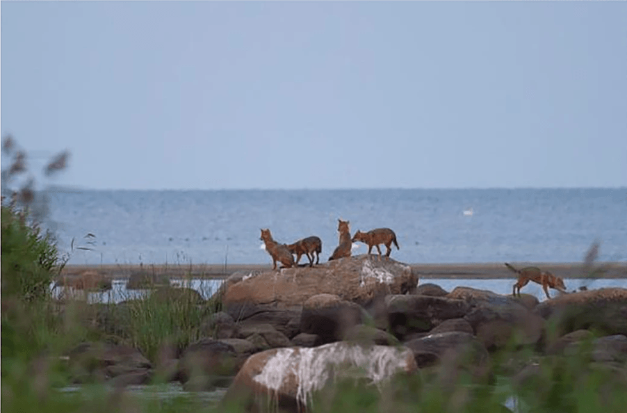Bild: Fotografischer Beweis der seit 2013 bekannten Gebietsgruppe in Südwestestland, aufgenommen im August 2015 (Foto von Eugen Kaur) Bild: Fotografischer Beweis der seit 2013 bekannten Gebietsgruppe in Südwestestland, aufgenommen im August 2015 (Foto von Eugen Kaur)