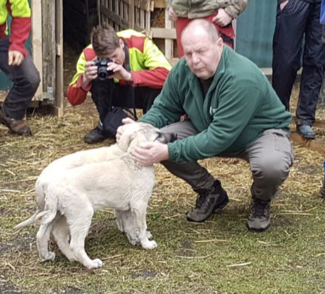 Bild Ralf Hentschel mit den zwei Kangals Bild Ralf Hentschel mit den zwei Kangals