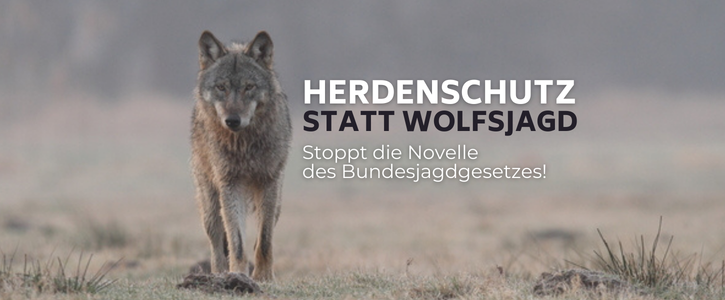 Foto: Wölfin Daubaner Rudel