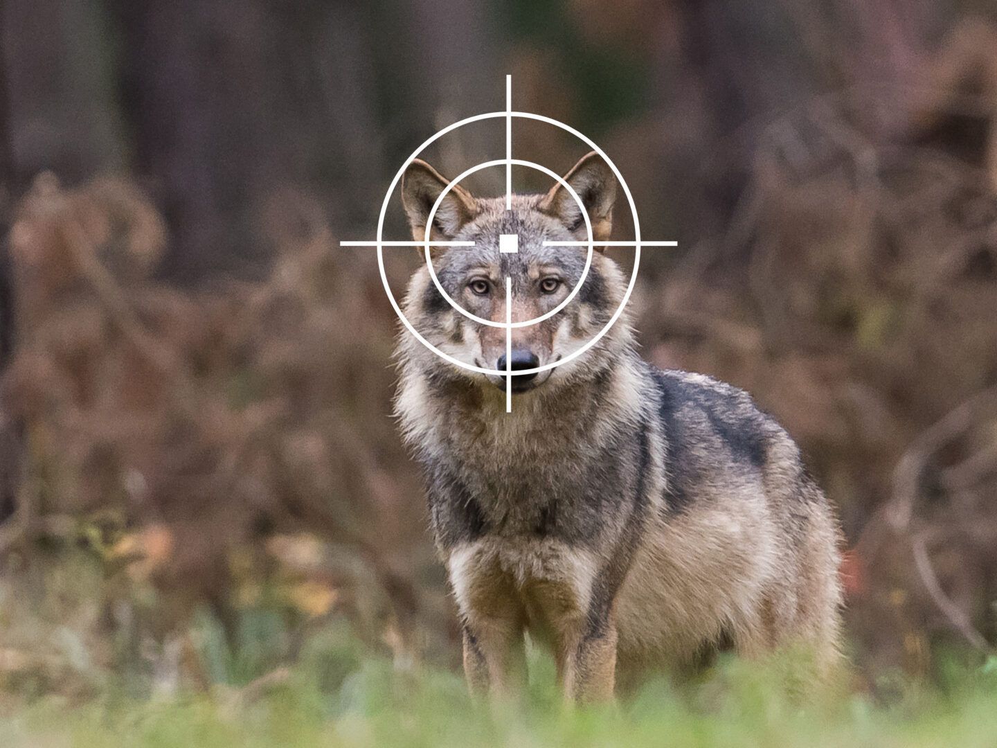 Bildquelle: Heiko Anders – Der Wolf im Fadenkreuz der Jagd