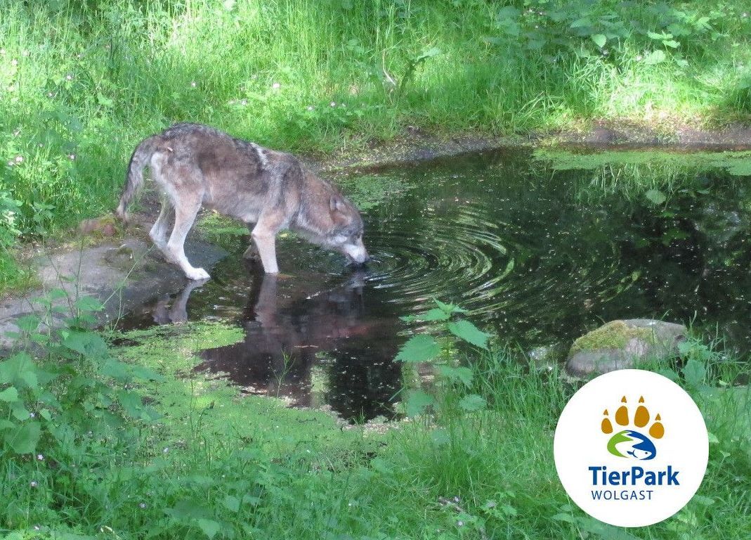 Bild 2 Infostand im Tierpark Wolgast