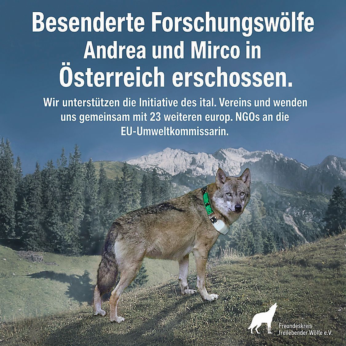 Bild - Forschungswolf