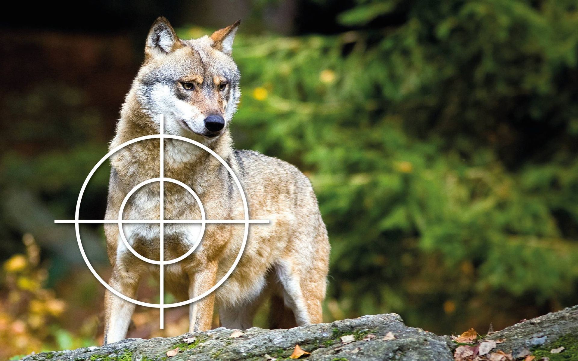 Ein Wolf im Fadenkreuz. FOTO: DPA | MONTAGE: PODTSCHASKE Ein Wolf im Fadenkreuz. FOTO: DPA | MONTAGE: PODTSCHASKE