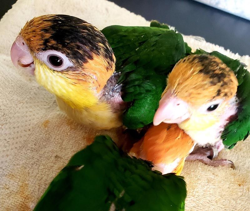 Boarding & Grooming at A Parrots Cove Pamper Your Feathered Friend