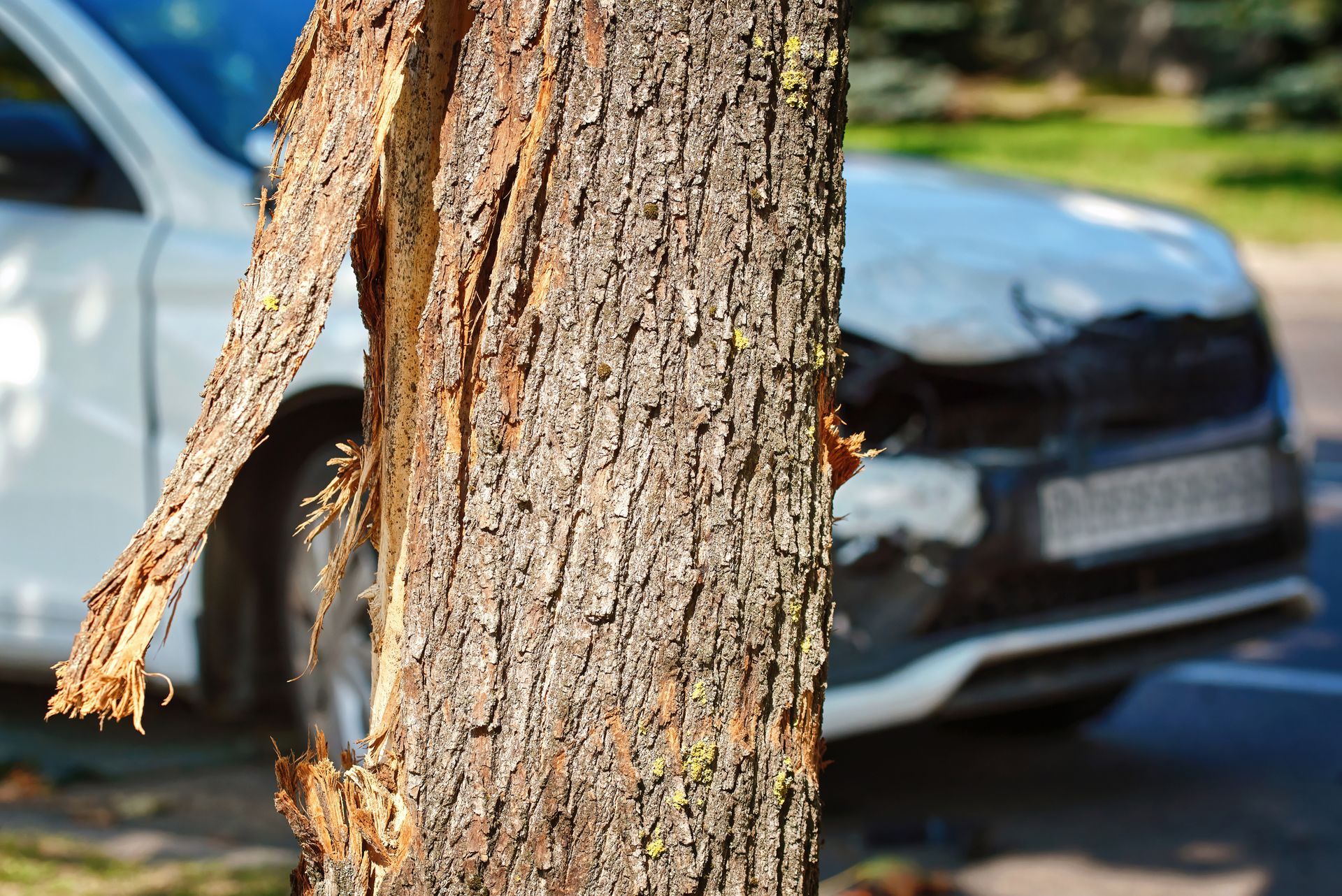 Damaged tree trunk in front of a white car with a damaged front end; outdoor setting. Damaged tree trunk in front of a white car with a damaged front end; outdoor setting.