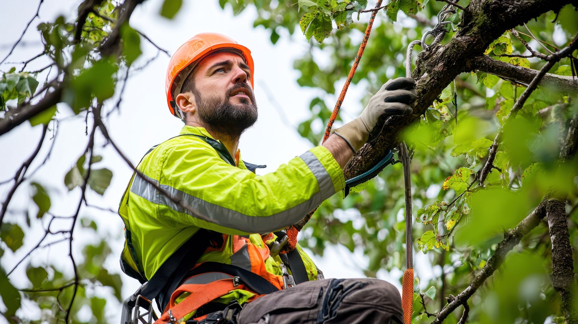 Arborist in safety gear, orange helmet, pruning tree branches with ropes. Arborist in safety gear, orange helmet, pruning tree branches with ropes.