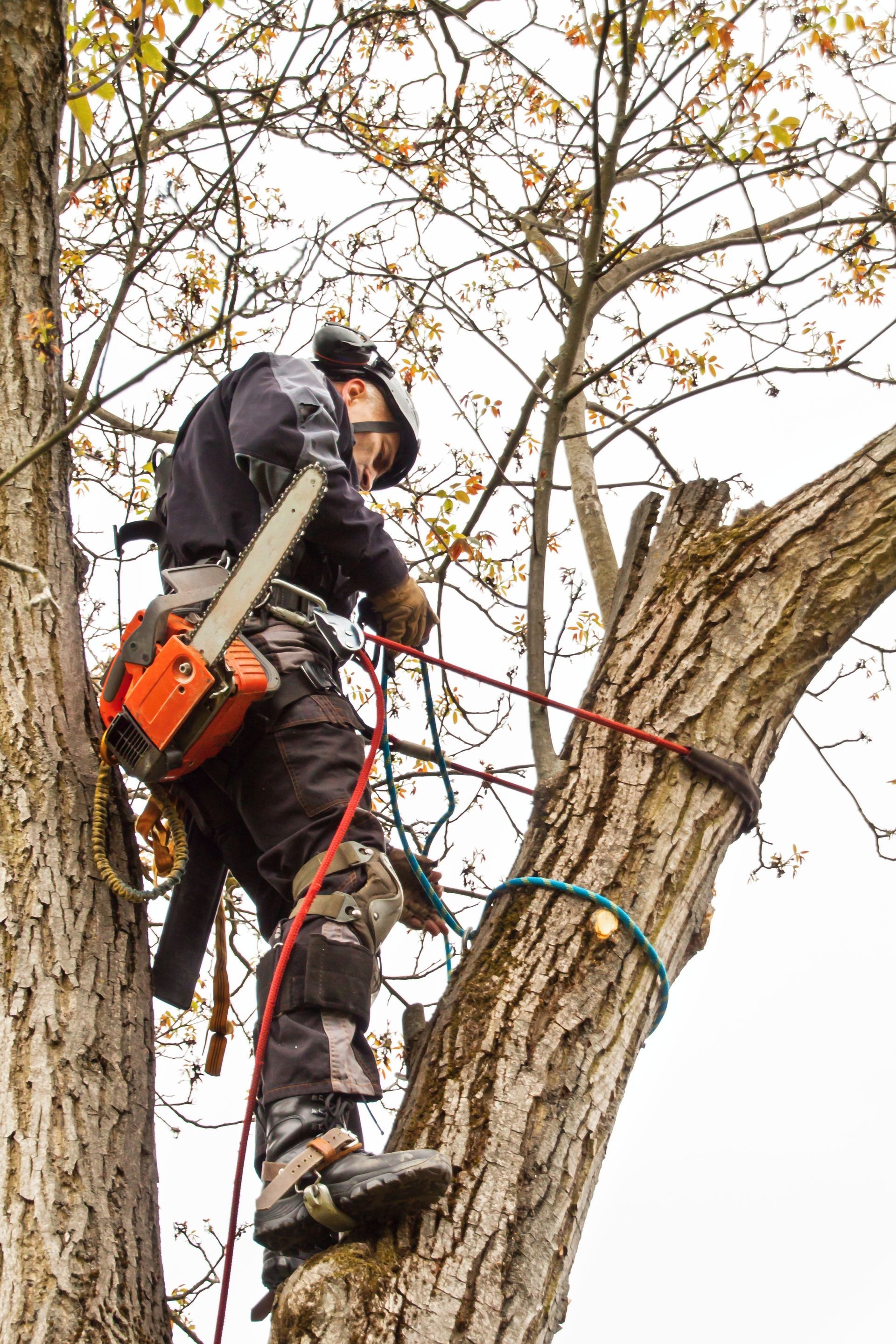 Arborist using a chainsaw while secured in a tree, cutting a branch. Arborist using a chainsaw while secured in a tree, cutting a branch.