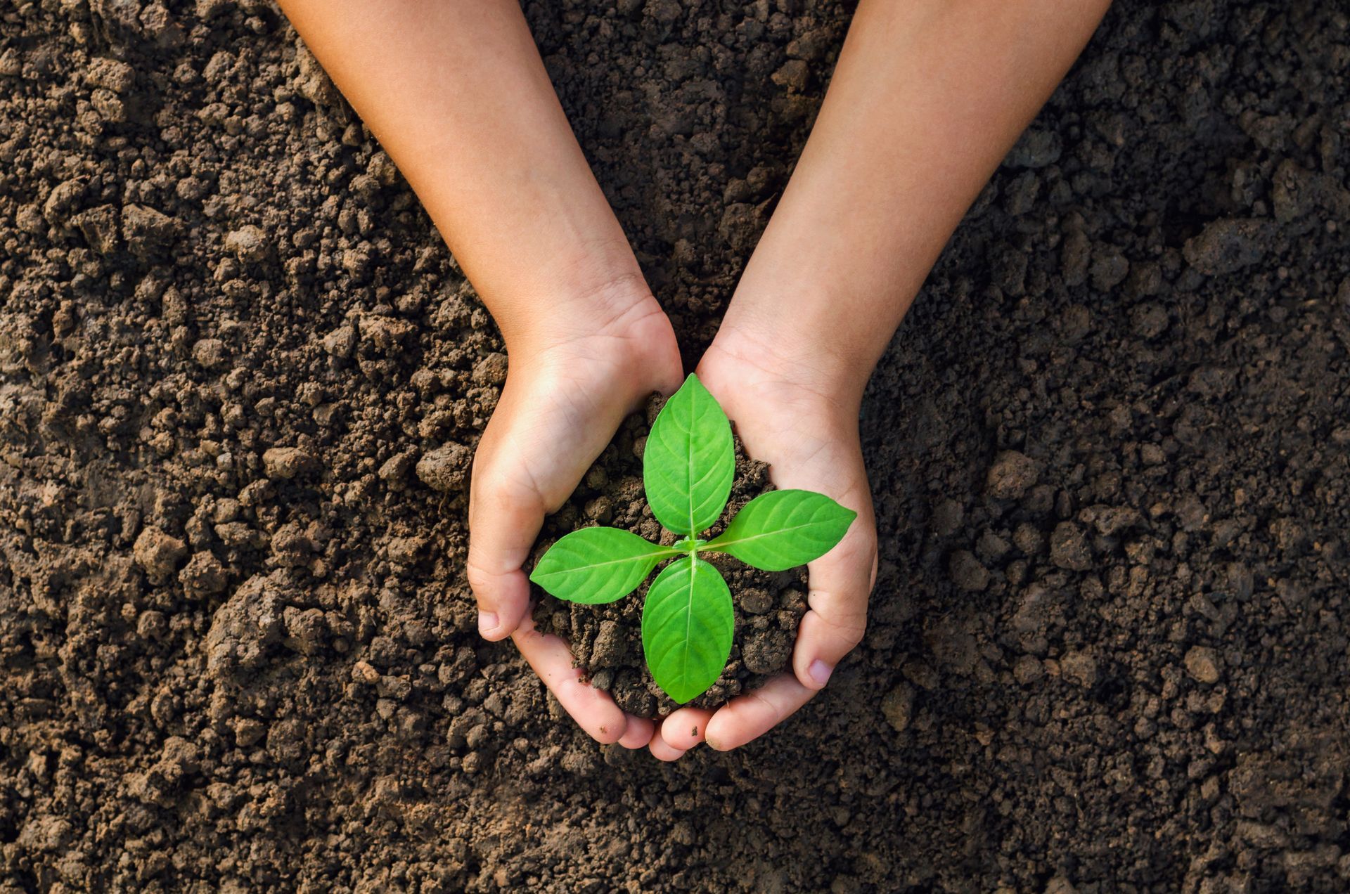 Hands cupped around a small green plant in brown soil. Hands cupped around a small green plant in brown soil.