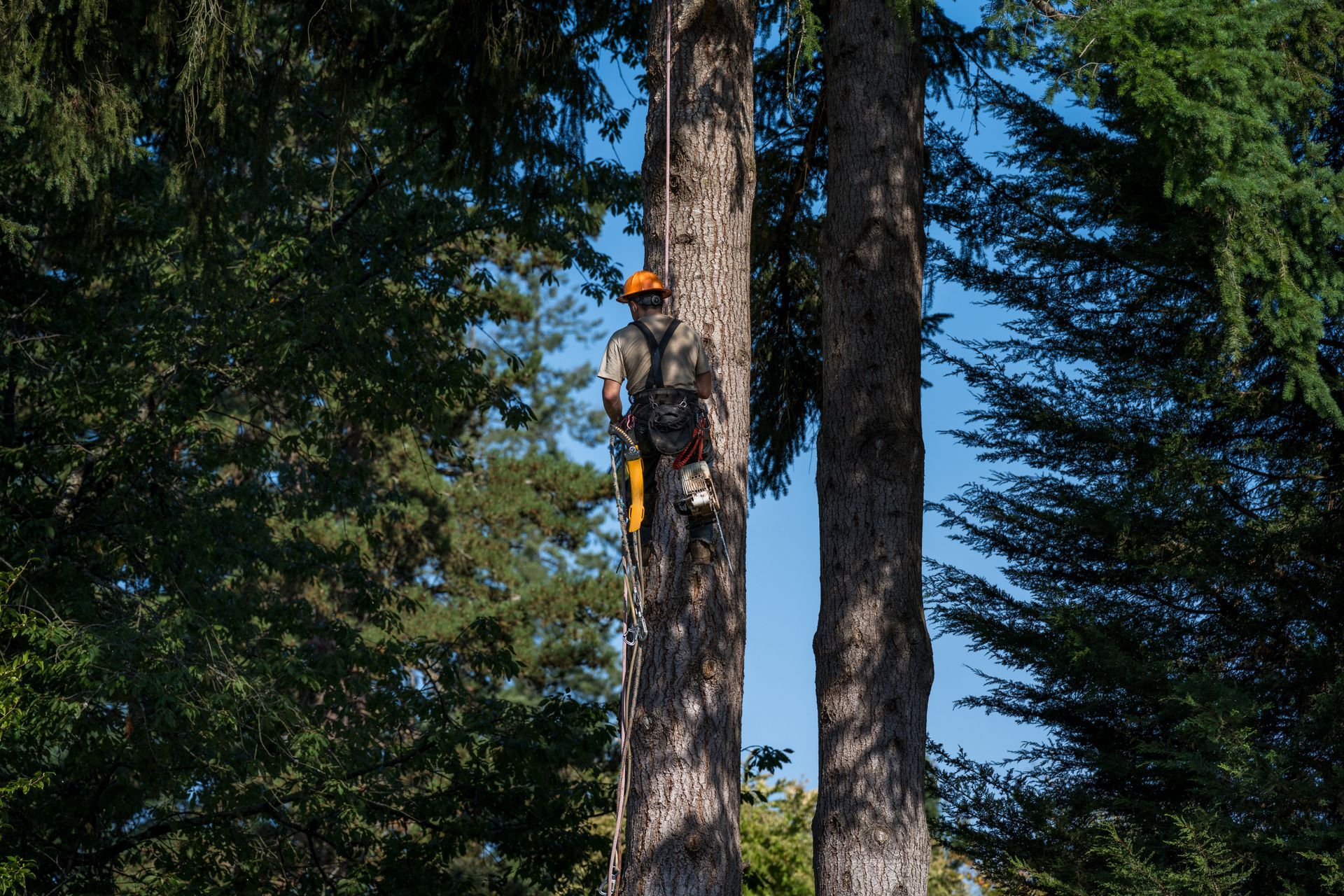 Tree climber in a harness ascending a tall trunk in a forest, surrounded by green foliage and blue sky