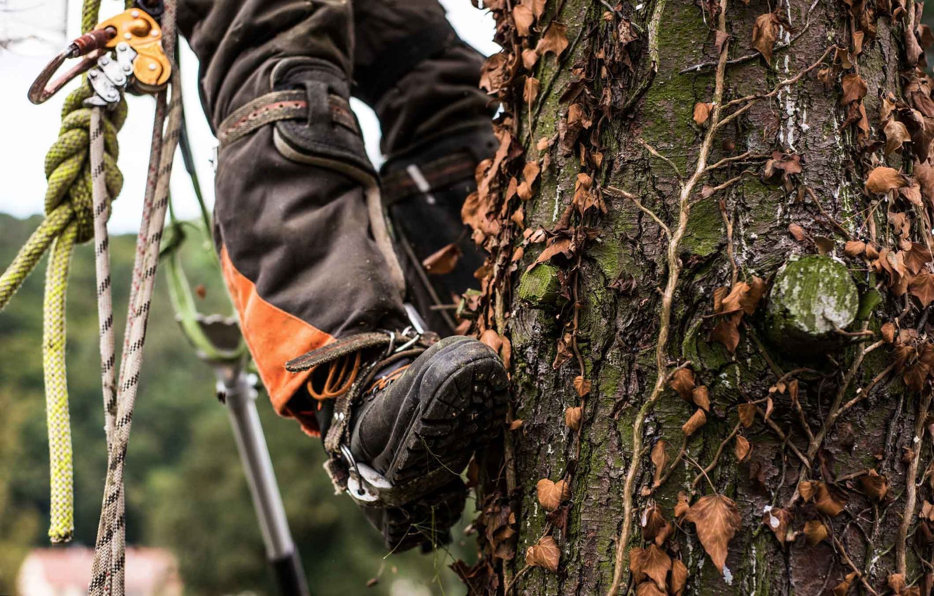 Tree climber in black and orange gear ascending a bark-covered trunk with ropes