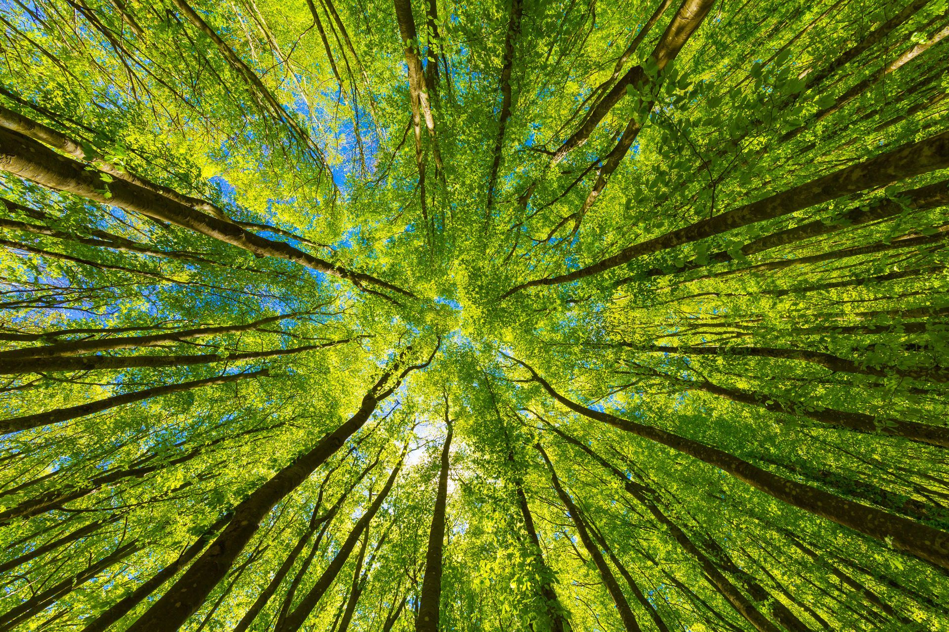 Looking up at the canopy of a green forest with tall tree trunks reaching towards the sky. Looking up at the canopy of a green forest with tall tree trunks reaching towards the sky.