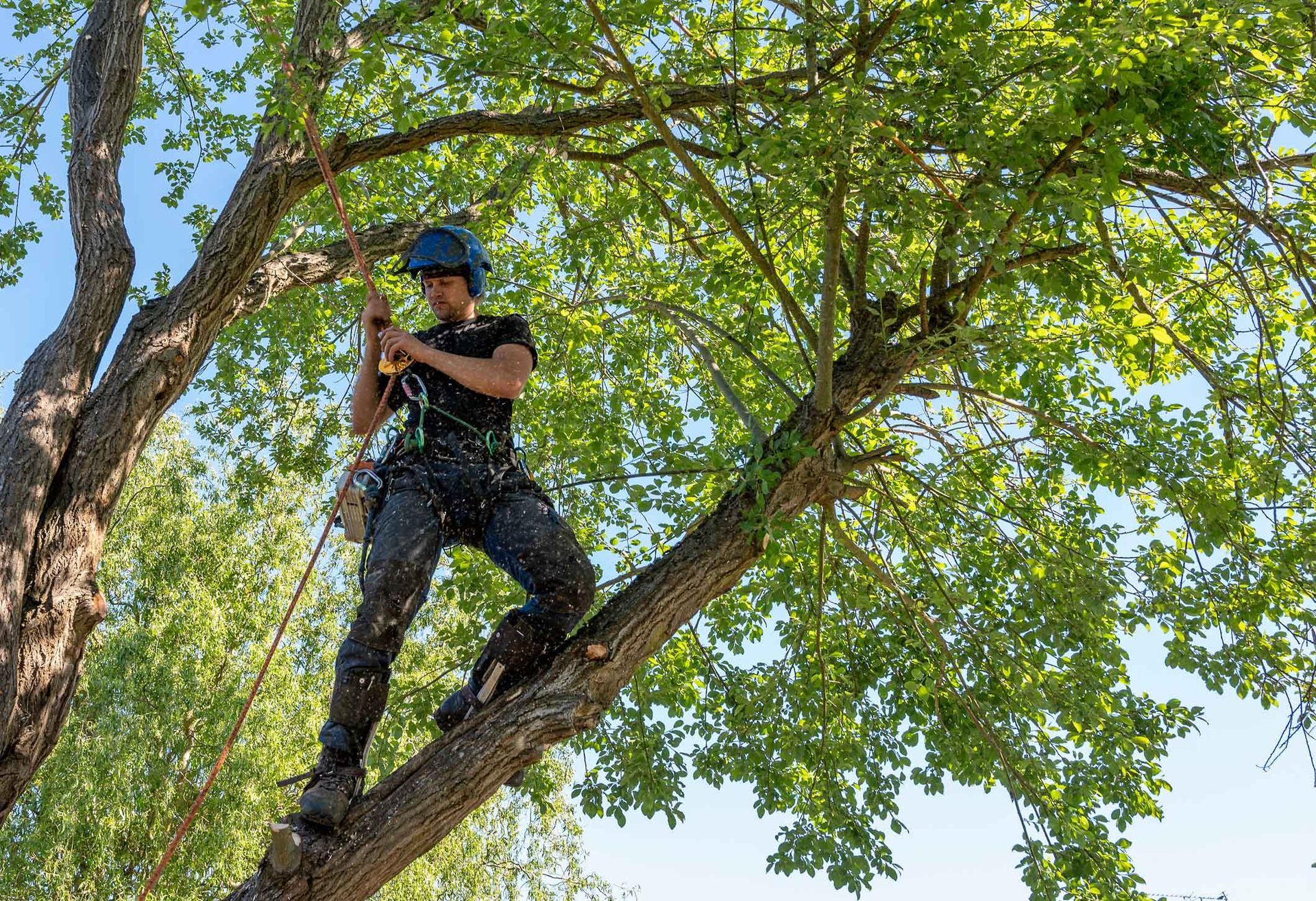 Person in a blue helmet standing on a tree branch, holding a rope amid green leaves.