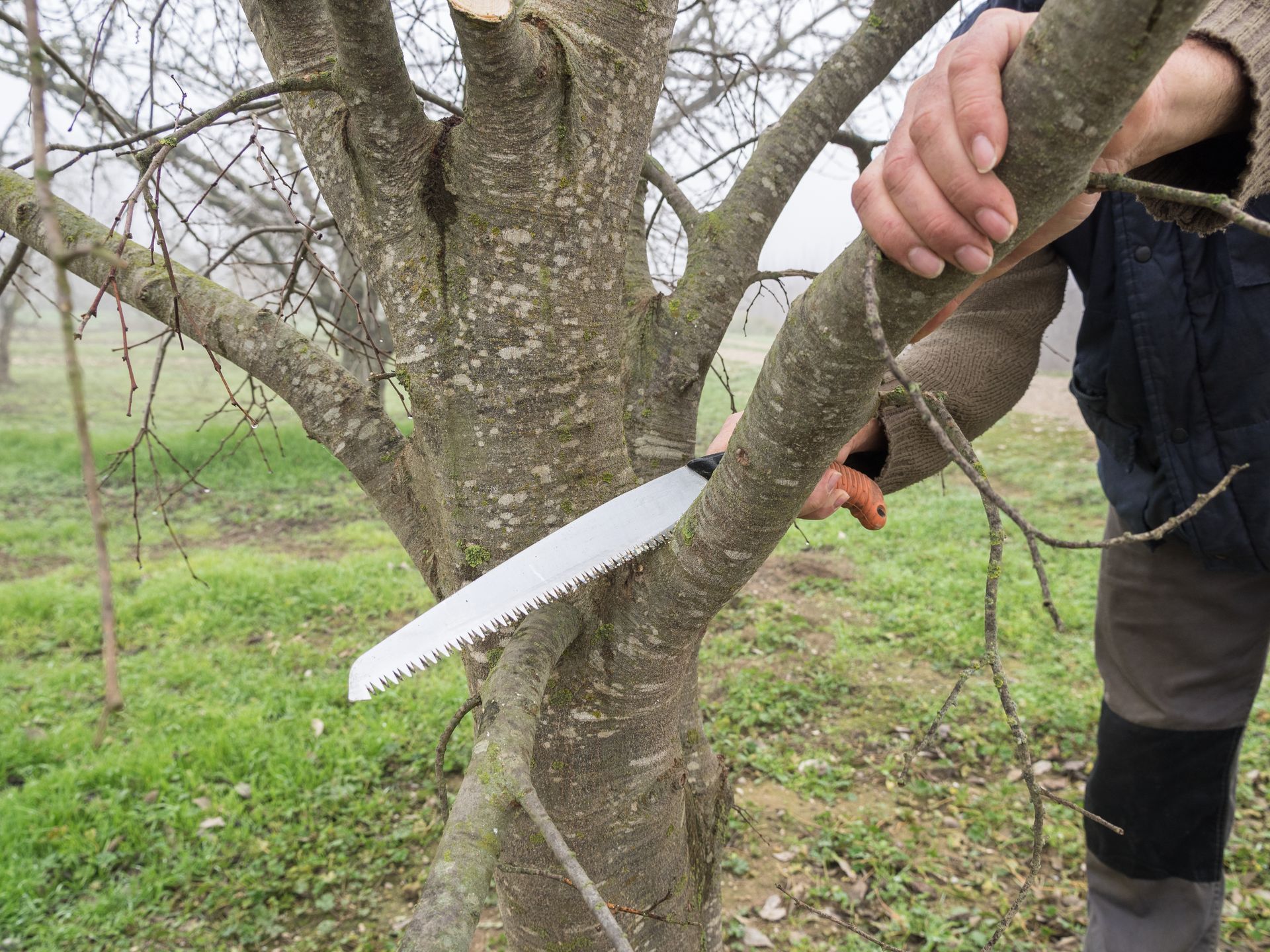Person using a hand saw to prune a tree branch in a grassy field. Person using a hand saw to prune a tree branch in a grassy field.