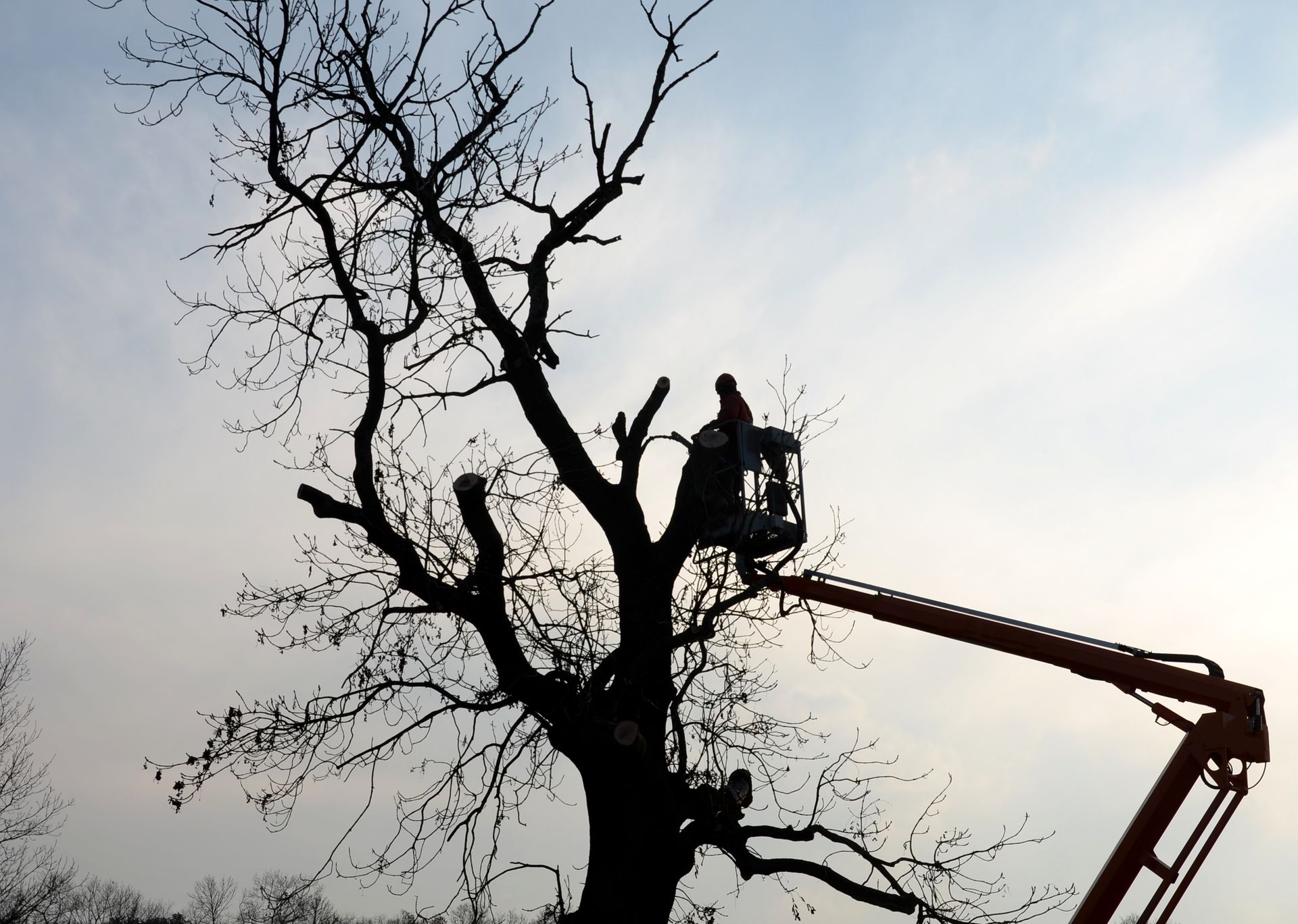 Silhouette of a tree being trimmed by a person in a lift against a light sky. Silhouette of a tree being trimmed by a person in a lift against a light sky.