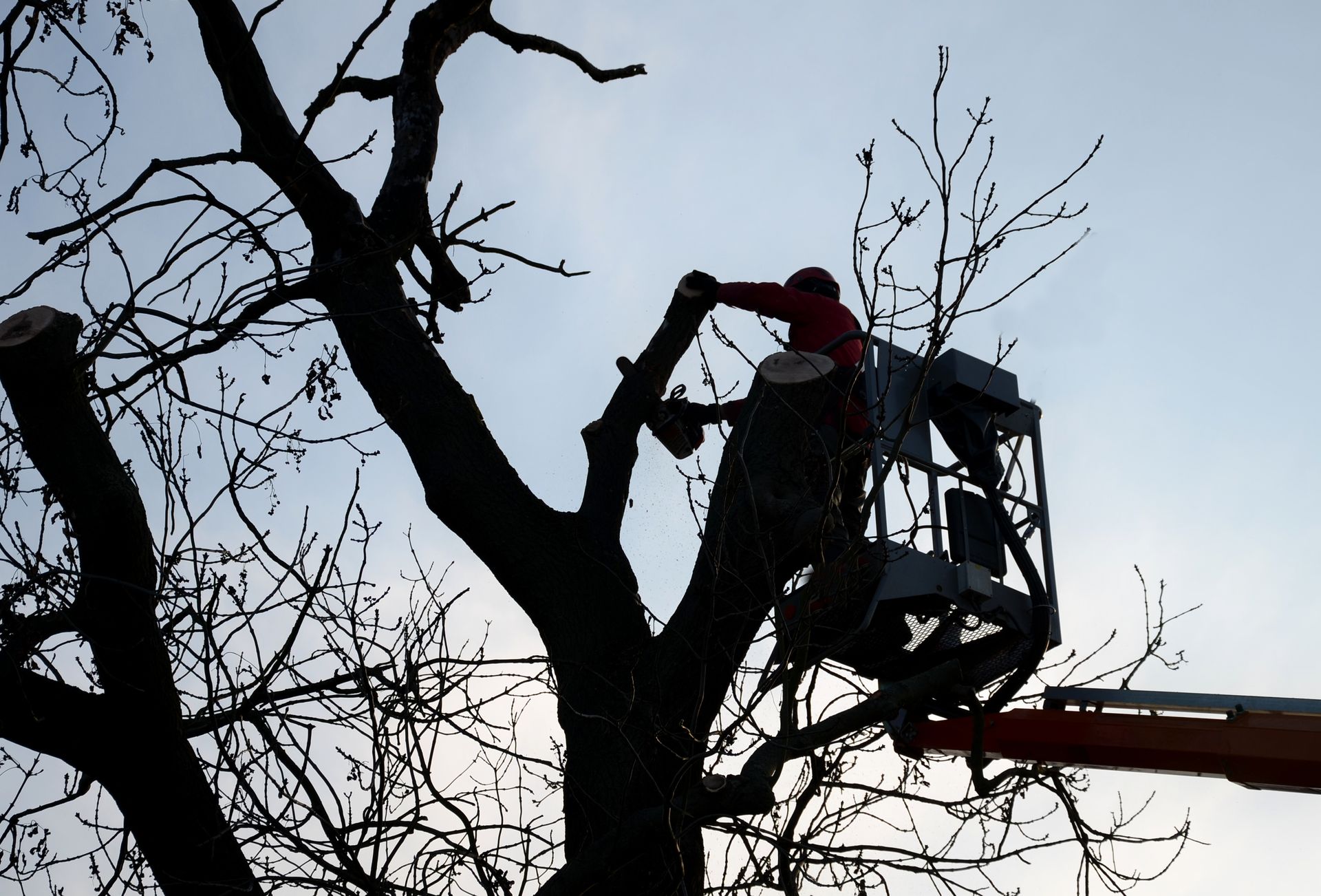 Silhouette of a person in a lift trimming a tree against a pale sky. Silhouette of a person in a lift trimming a tree against a pale sky.