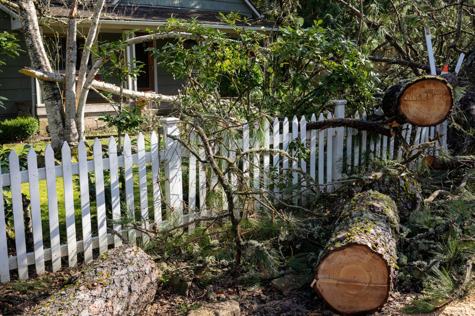 Fallen tree logs across a white picket fence, in front of a house. Fallen tree logs across a white picket fence, in front of a house.