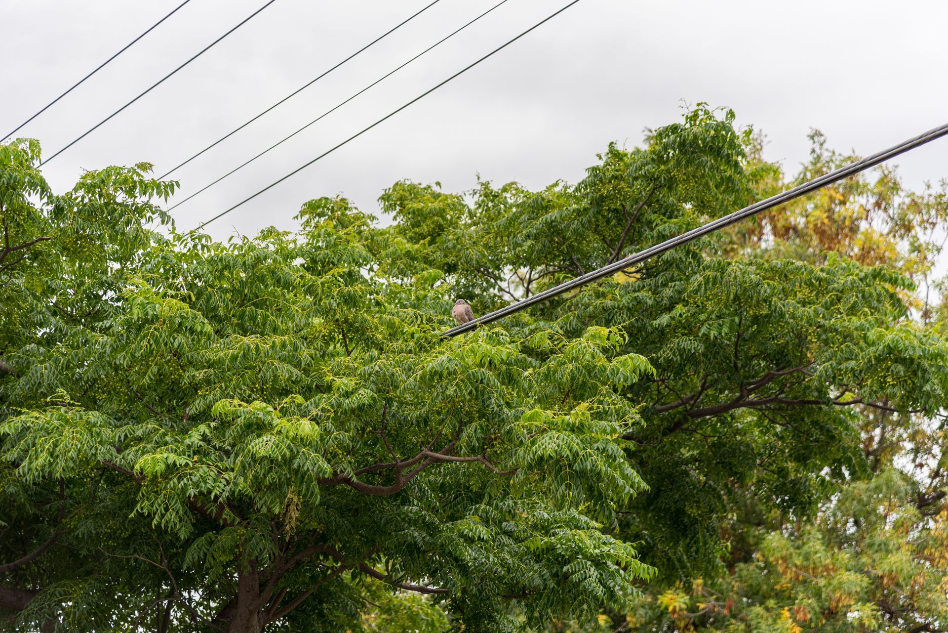 Birds perched on power lines above a green leafy tree against a cloudy sky. Birds perched on power lines above a green leafy tree against a cloudy sky.