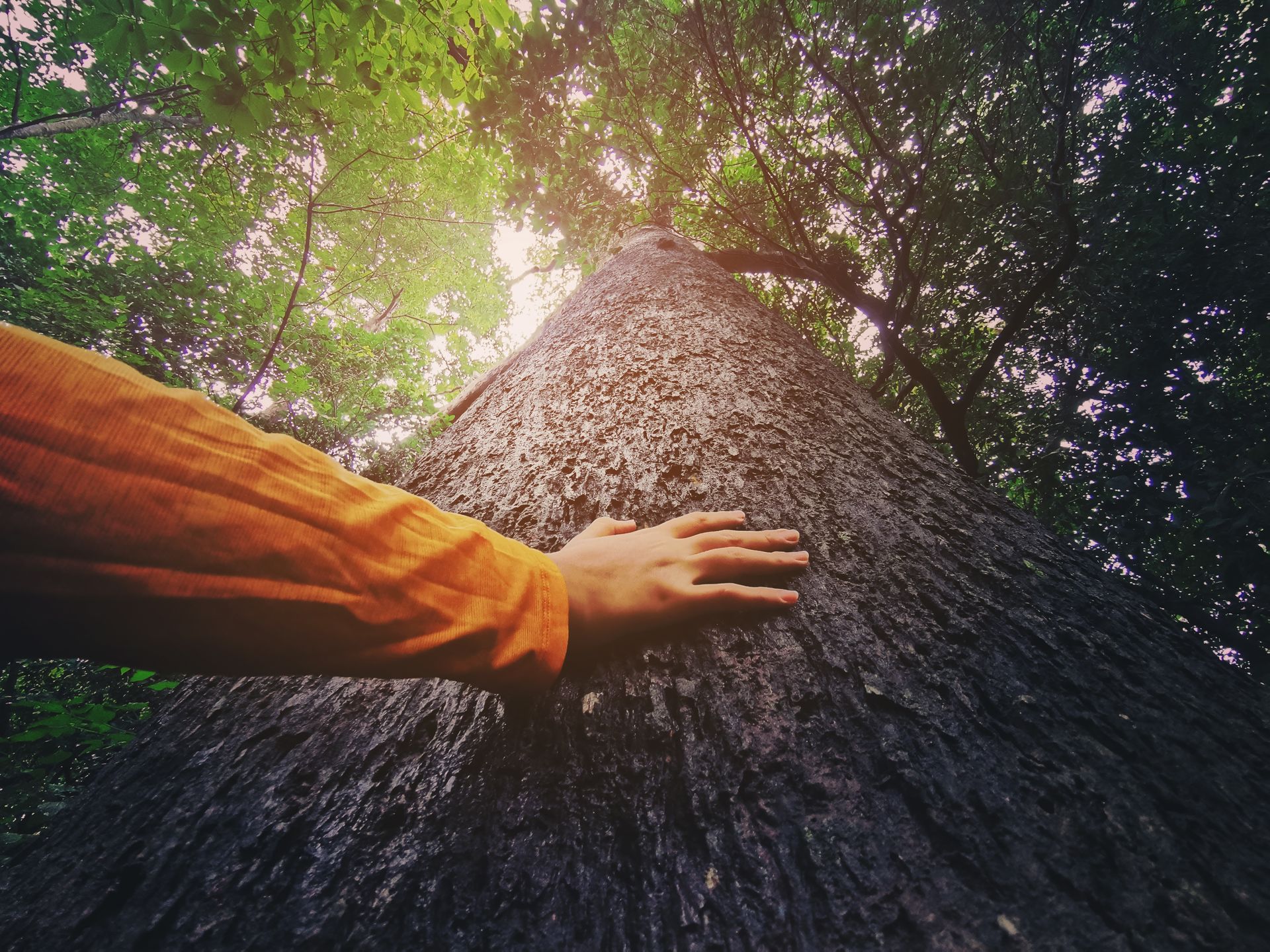 Hand reaching to touch a massive tree trunk in a sunlit forest canopy Hand reaching to touch a massive tree trunk in a sunlit forest canopy