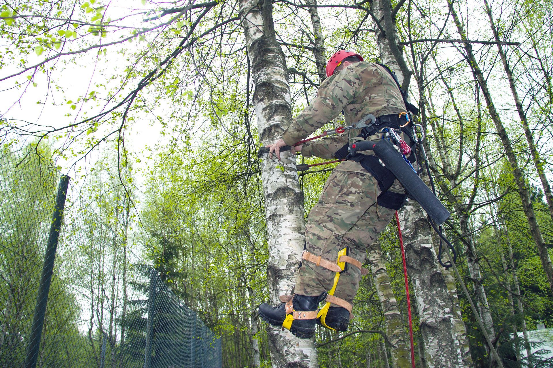 Arborist in camouflage gear climbing a birch tree, wearing a harness and holding a saw, set in a forest. Arborist in camouflage gear climbing a birch tree, wearing a harness and holding a saw, set in a forest.
