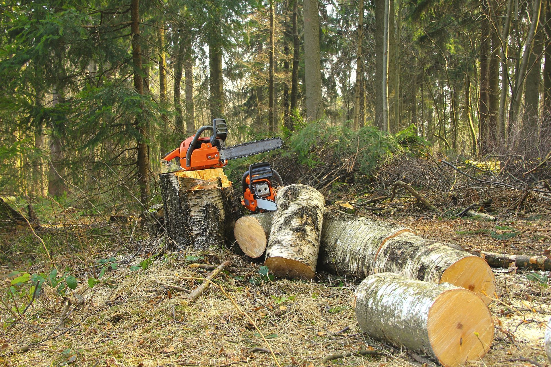 Chainsaws on tree stump and logs in a forest, sunlight filtering through trees. Chainsaws on tree stump and logs in a forest, sunlight filtering through trees.